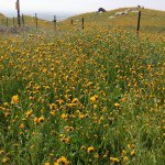 Profile Picture of Norma Crouse Sacchini (@normasacchini) on Instagram