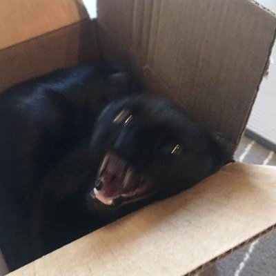 Profile Picture of Morgan Burgess (@M0NGTR0N) on Twitter