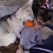 Profile Picture of Amy Altemueller (@amy55751297) on Pinterest
