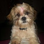 Profile Picture of Kevin Brookes (@kevtheshihtzu) on Instagram