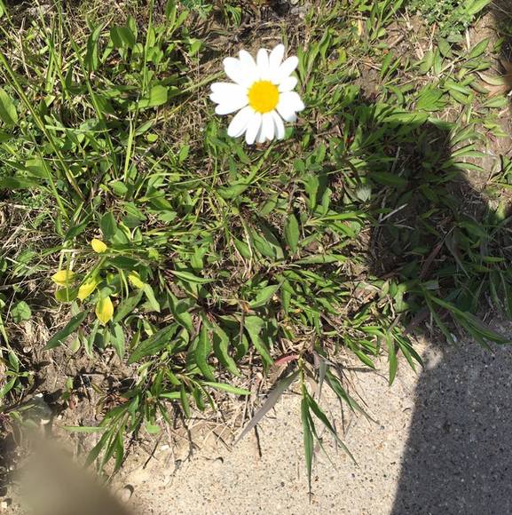 Profile Picture of Skyijacob Ladder (@skyijacobladder) on Poshmark