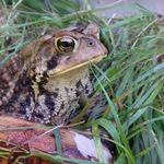 Profile Picture of Emmett Shea (@le_papillon_jardin) on Instagram