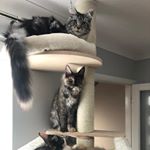 Profile Picture of Rachael Read (@thundacatz_mainecoons) on Instagram