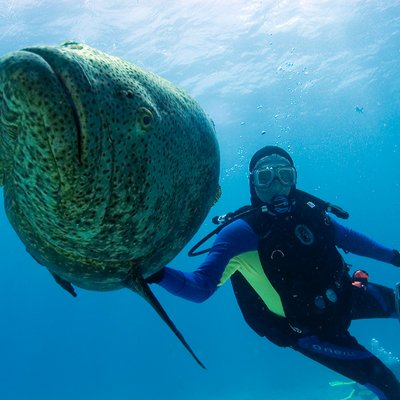 Profile Picture of Robert Gleeson (@fishpicturesbob) on Twitter