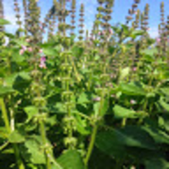 Profile Picture of James Blinstrub (@jblinstrub) on Poshmark