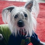 Profile Picture of Jagger Allen-Alderson (@jagger.the.chinese.crested) on Instagram
