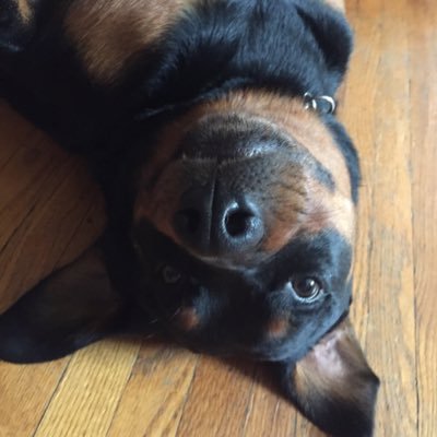 Profile Picture of Claude Rancourt (@ClaudeRancourt1) on Twitter