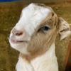Profile Picture of Ranch life (@edward.apple) on Tiktok