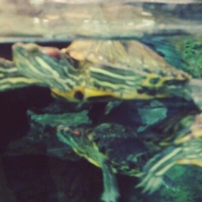 Profile Picture of Tony Peck (@tonypeckgevfw) on Twitter