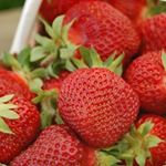 Profile Picture of Jodi McMahon Belluz (@jodibelluz) on Instagram