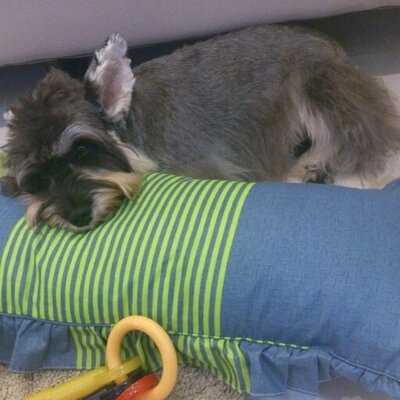 Profile Picture of Daniel Setya Hadi (@danieldelove) on Twitter