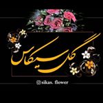 Profile Picture of گل سيكاس🍃 (@sikas_flower) on Instagram