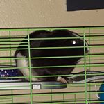 Profile Picture of Ariel (@oreo_.baby.guinea) on Instagram