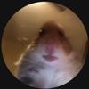 Profile Picture of Yes (@@george.mayfield) on Tiktok