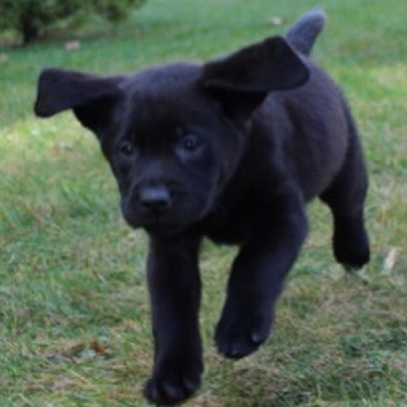 Profile Picture of Sophia Cadavid (@squirel) on Poshmark