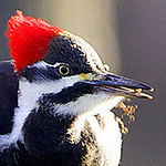 Profile Picture of James Phelps (@jamesphelps1966) on Flickr