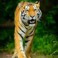 Rohan Lomate Patil - Twitter Profile Picture of Rohan Lomate Patil (@RohanLomatePat1) on Twitter