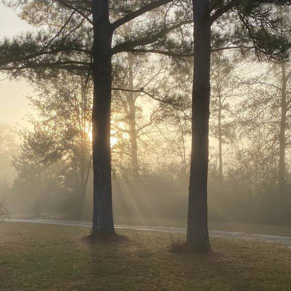 Brad Mixon - Poshmark Profile Picture of Brad Mixon (@msstatebound) on Poshmark