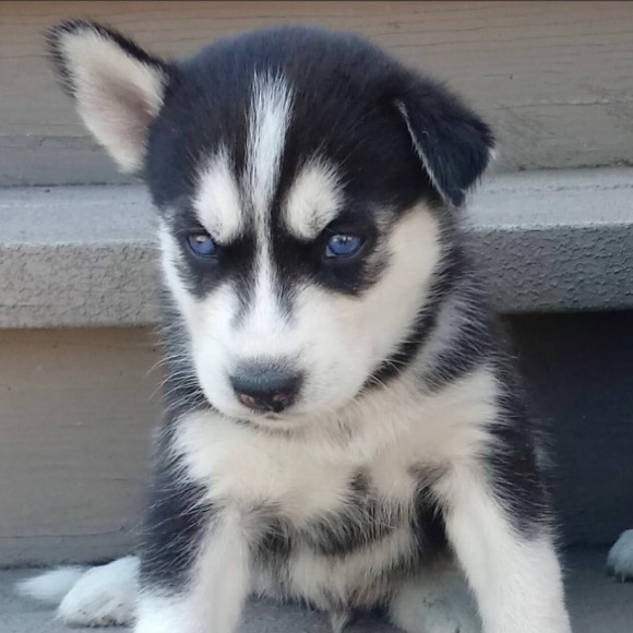 Profile Picture of Logan Arbeeny (@dlineback4949) on Poshmark