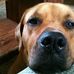 Profile Picture of Joe Toth (@joe.toth.319) on Facebook