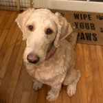 Profile Picture of Colette Farina Ekman (@ekmanc) on Instagram