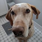 Profile Picture of Amy (@strobeltully) on Instagram