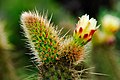 Profile Picture of Bergerocactuson Wikipedia