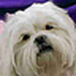 Profile Picture of Susan Swift (@susieq2612) on Flickr