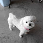 Profile Picture of bobbapa0711 (@@bobbapa0711) on Tiktok