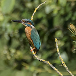 Profile Picture of Jesus Miguel Gonzalez Gonzalez (@chus_gonzalez) on Flickr