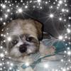 Profile Picture of Paula Mansfield (@@tipsygypsy21) on Tiktok