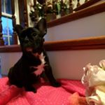 Profile Picture of Ruby banks (@ruby_the_frenchie_banks) on Instagram