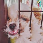 Profile Picture of みう (@chow.moka.choco) on Instagram