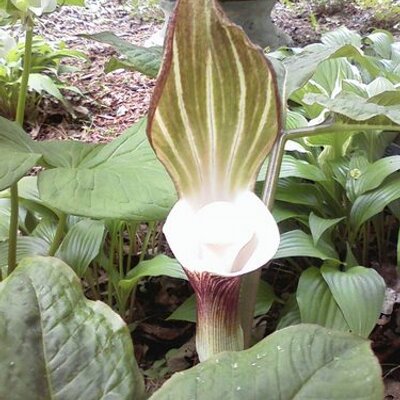 Profile Picture of Deborah Burns (@ortoncourt56) on Twitter