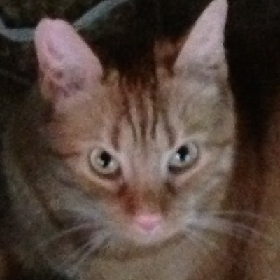 Profile Picture of Marilyn Saunders (@rockymax) on Twitter