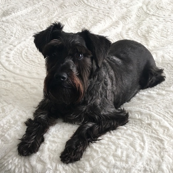 Profile Picture of Dodi Belt (@sweetbella2020) on Poshmark