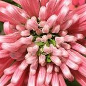 Profile Picture of Rosie Casey (@ida2084) on Pinterest