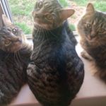 Profile Picture of Misty Lancaster (@mistyk95) on Instagram