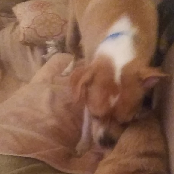 Profile Picture of Lorraine Zerner (@zzanyl) on Poshmark