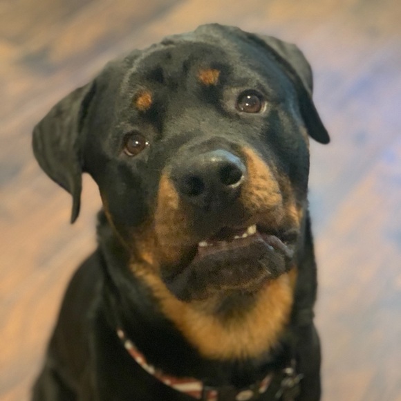 Profile Picture of Taylor Grudoski (@taygrudoski) on Poshmark