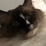 Profile Picture of Lauren Landes (@pippindraw) on Instagram