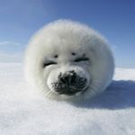 Profile Picture of Baby Seal (@poloralph4278) on Instagram