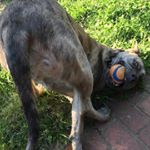 Profile Picture of Joe Probst (@probstjl) on Instagram