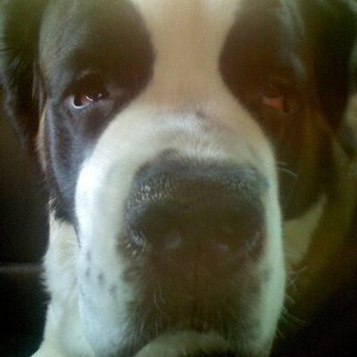 Profile Picture of Lynnette Jenkins (@iWalkDoggie) on Twitter