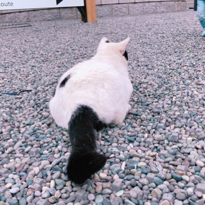 Profile Picture of たまな (@shieu2) on Twitter