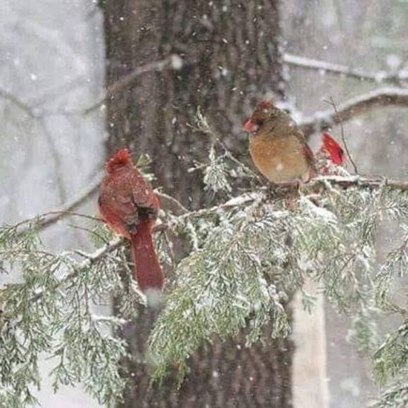 Profile Picture of Rosemary Apprich (@dishdelish) on Poshmark