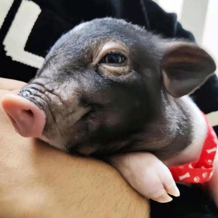 Profile Picture of Sera (@loveannimals01) on Tiktok