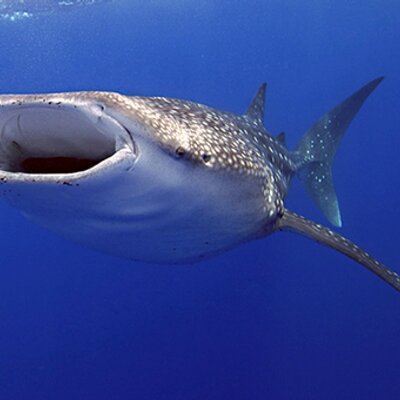 Profile Picture of Kevin Warner (@@awesomekaptain) on Twitter