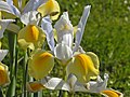 Profile Picture of Iris × hollandicaon Wikipedia