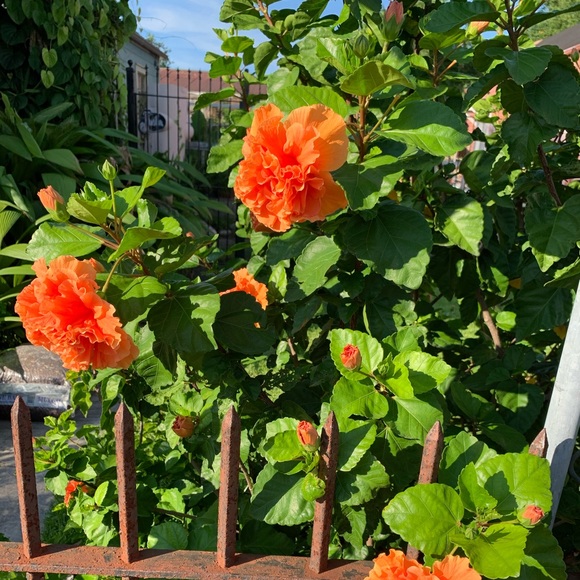 Profile Picture of Stormy Storm (@lizzyblue612) on Poshmark